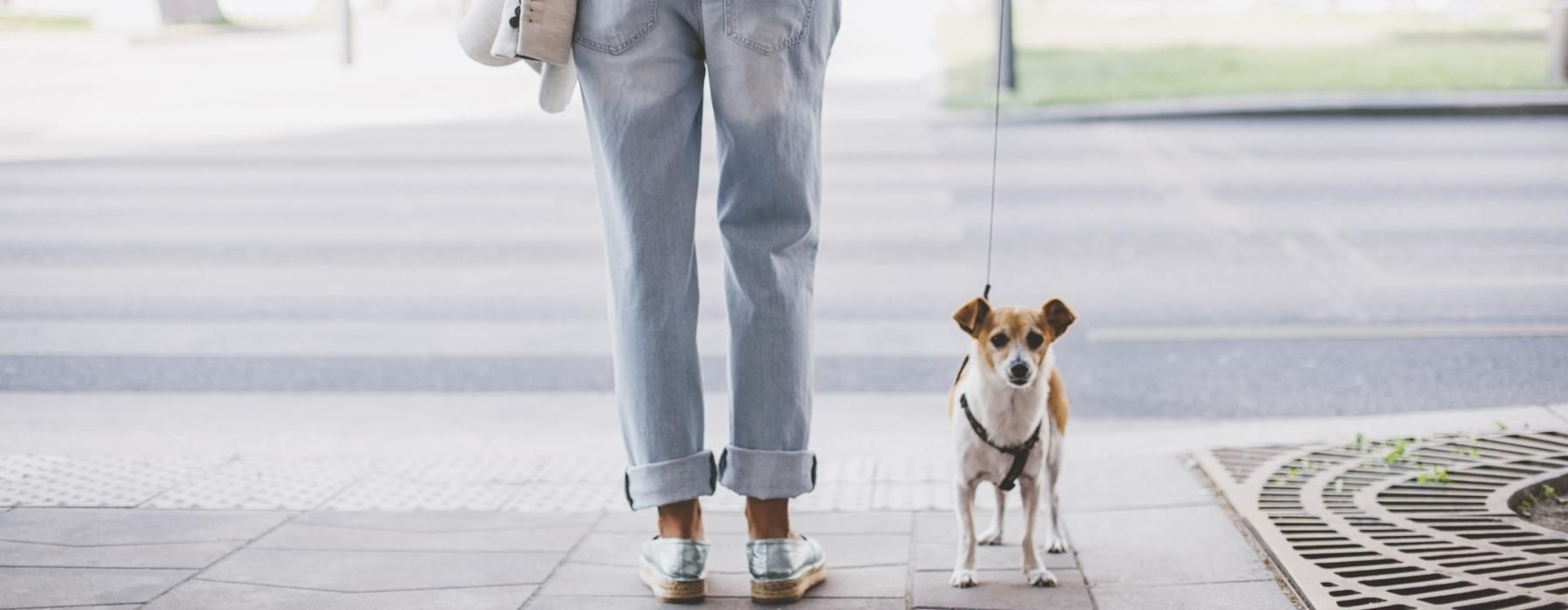 a person walking a dog